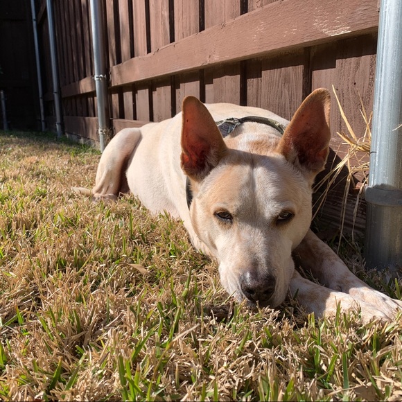 Meet your Posher, Alexandra - Picture 1 of 1